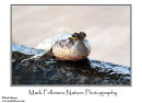 Gold spotted mudskipper Periophthalmus chrysospilos